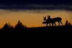 Rådyrpar i solnedgang