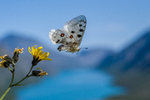 Flyvende Apollosommerfugl i fjellheimen
