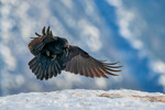 Ravn
