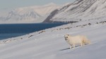 Fjellrev på Svalbard
