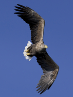 Havørn