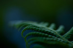 Green Fern At The Blue Hour