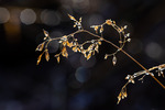 Nature`s Jewelry