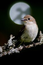 Svarthvit fluesnapperhunnen