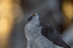Hønsehauk Bokeh