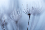 Frost
