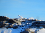 Frost