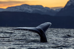 Humpback Fluke