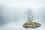 Tåke skog
