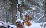 Lavskrike i vinterskog