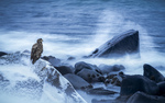 Polar Night - Ung havørn 