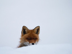 Rev i Snø