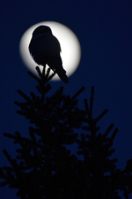 Haukugle i silhuett