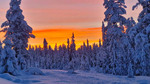 Morgenstemning