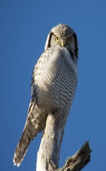 Haukugle