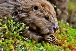 Bever ute i lyngen.