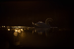 Golden Swan