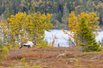 Reinsdyr i skoglandskap