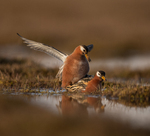 Polarsvømmesnipe