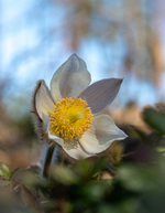 Vårens vakreste blomst