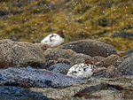 Rypepar i fjæra