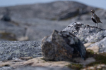 Heilo passer fjellmoltebaera