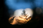There Is No Shadow Without Light