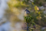 Skogsnipe i ettermiddagsso