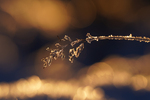 Frost