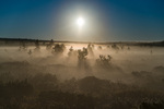 Morgendis 