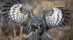 Great Grey Hunter