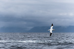 Havsule i Vesterålen
