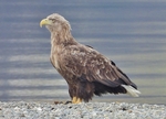 Strandørn