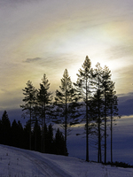 Skogholt på Espa