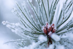 Frozen Pine