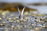 Sandlo strekker vingene.