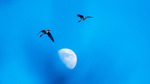 Fly me to the moon