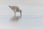 Polarsnipe i pastell