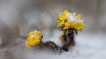 Tussilago