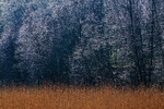 Regn