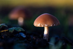 Little Mushroom In The Autumn Sun