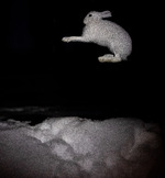 Spretten hare