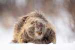 Castor Fiber- Bever portrett 