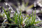 Sparkling Morning Dew