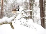 Toppmeis i vinterland