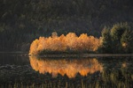 Gullskogen