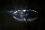 Inn for landing