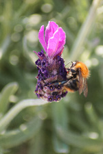Livets blomst