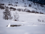 Rypestegg på Dovre