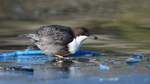 Næring tross plastforurensing.